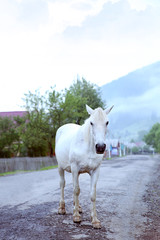 Obraz premium Beautiful horse on the mountain road