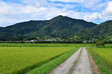 金峯山（きんぼうざん）／ 山形県の庄内海浜県立自然公園内にあり、国指定名勝として指定されている金峯山を撮影した写真です。標高459m。山頂からの景観は鶴岡市内を見下ろすことができ絶景です。また、「旧登山道」と「桜谷神社」は、映画のロケ地として利用されました。
