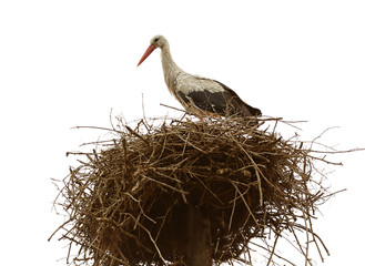 Beautiful stork in a nest on sky background