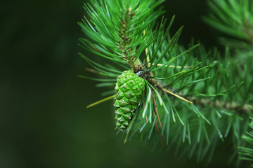 New green pine cone on branch, closeup