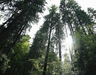 Top of trees in forest