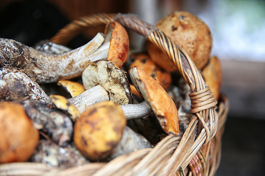 Basket with fresh mushrooms, closeup
