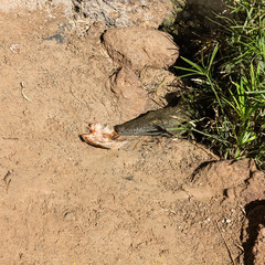 a dangerous Crocodile in Oasis Park on Fuerteventura , Canary Island