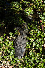 a dangerous big aligator in Oasis Park on Fuerteventura , Canary Islands