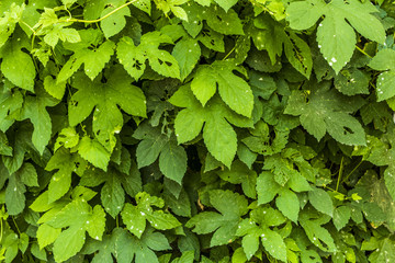 Fototapeta premium Green leaves background texture relief