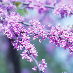 Obraz premium Pink blossom branch