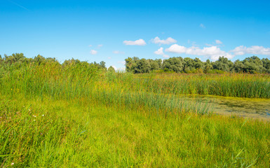 Naklejka premium Shore of a lake in summer