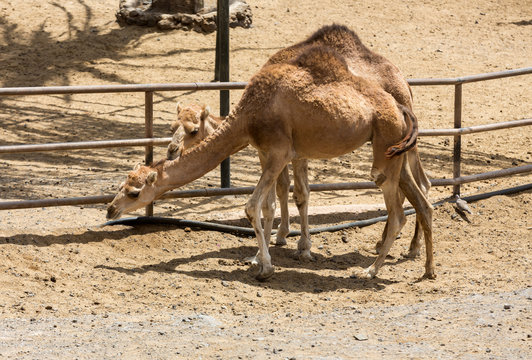 The herd of Camels on the farm