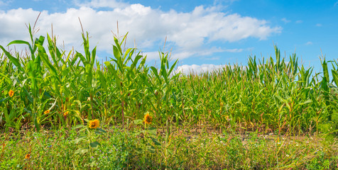 Wild flowers along a field with corn © Naj