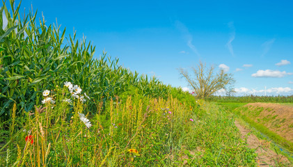 Wild flowers along a field with corn © Naj