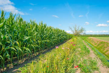 Wild flowers along a field with corn © Naj