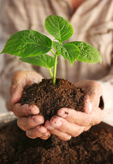 Old man holding plant in hands
