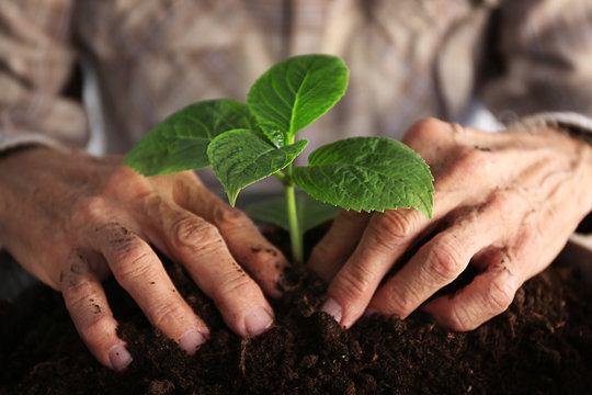 Old man hands with plant in a ground