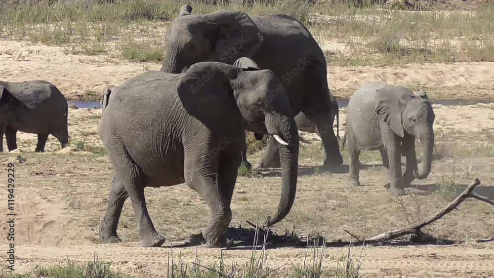 Poster herd of elephants walking and eating in the kruger national park in south africa