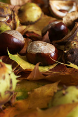 Horse Chestnut nuts or Conkers