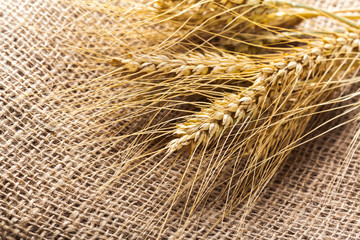 Ears of wheat on a sackcloth