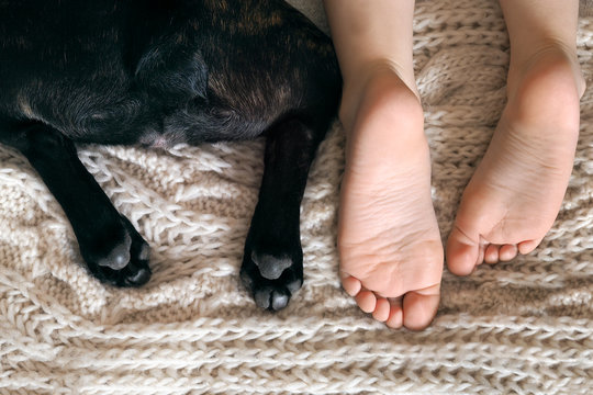 Stunning Heels Of The Child And The Dog. Deep Sleep. The Symbol Of Tenderness, Trust, Comfort And Coziness