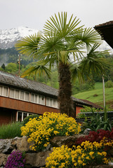 Palm tree in Leissigen, Switzerland