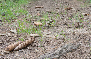 Forest Track With Cones, Selected Focus, Blurry Background