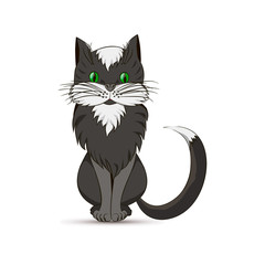 black cat on a white background