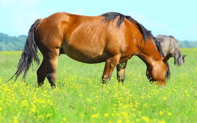 Beautiful brown horse in pasture on meadow