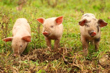 Three little piglets
