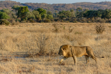 Lion (Panthera leo). Ruaha National Park. Tanzania