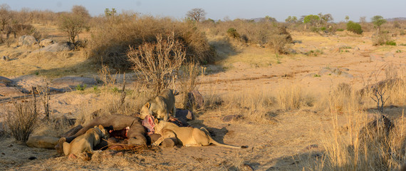 Fototapeta premium Baobab (Adansonia digitata). Ruaha National Park. Tanzania