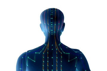 Medical acupuncture model of human on white background