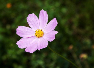 Obraz premium pink flower closeup