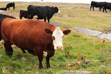 Kühe auf der Weide direkt am Meer, Öland, Schweden
