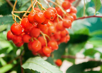 bunch of rowan with raindrops closeup
