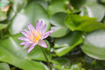 Fototapeta premium Purple Lotus flower beautiful lotus.