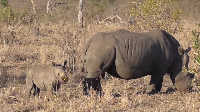 rhino and calf eating grass in the kruger national park of south africa