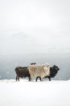 Faroe Islands Sheeps
