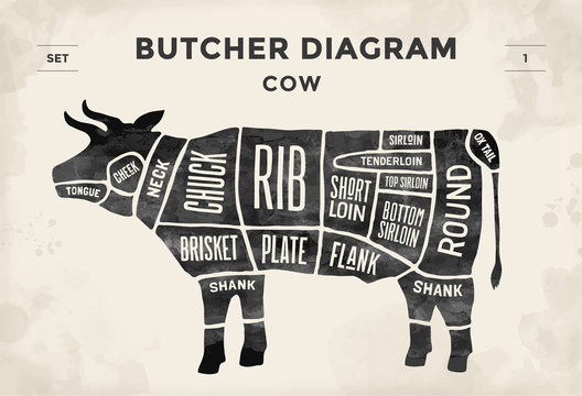 Cut of meat set. Poster Butcher diagram and scheme - Cow. Vintage typographic hand-drawn. Illustration.