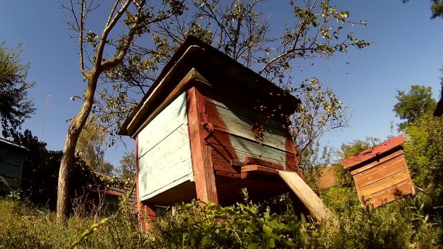 Bees are flying into beehive wooden boxes in the garden in th ukrainian vilage.