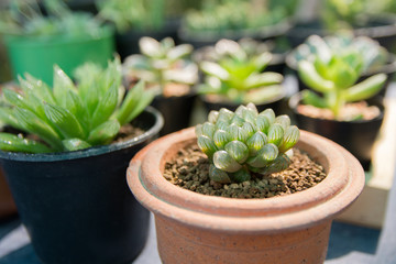 Beautiful Haworthia succulents white wall background