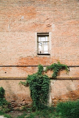 Fototapeta na wymiar View of brickwall of building with growing plant and old wooden window frame