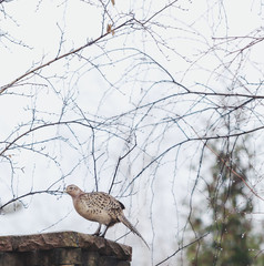 female pheasant sitting sideways on stone fence stock