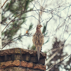 female pheasant sits front of stone fence winter day