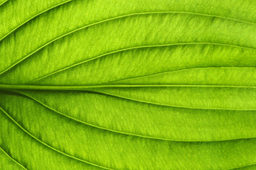  green leaf texture
