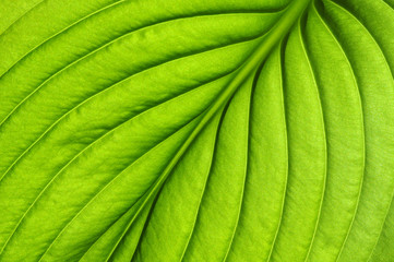  green leaf texture