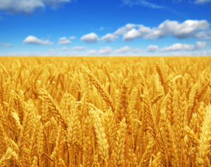 wheat field and sky