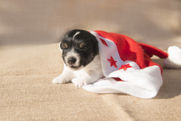 santa claus puppy - Jack Russell Terrier