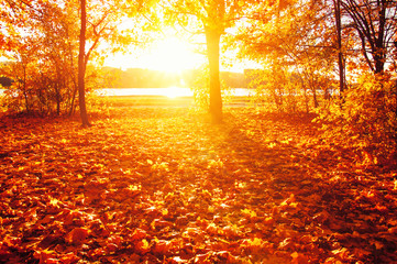 herfstbomen met de zonnestralen