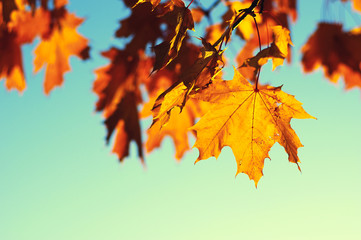 Naklejka na ściany i meble autumn leaves on sky