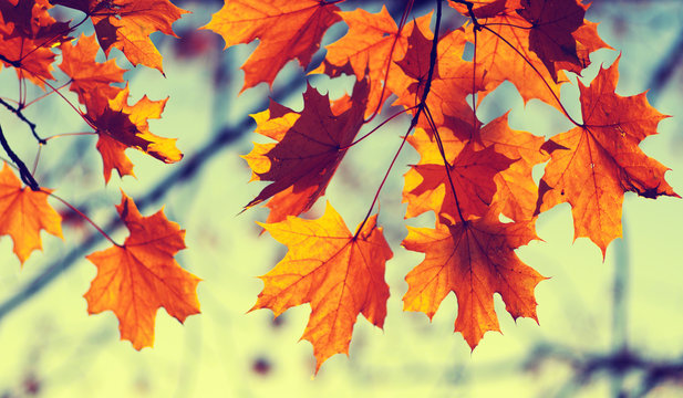 autumn leaves on sky
