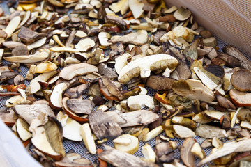 Mixed  sliced forest mushrooms drying on a mesh.