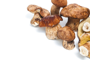 Group of appetizing mushrooms on a white background
